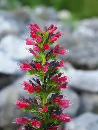 Red Feathers (Pontechium maculatum), mature form