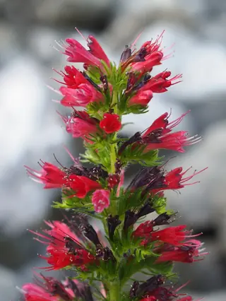 Red Feathers (Pontechium maculatum), foliage