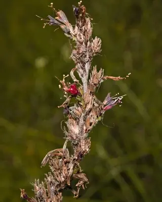 Red Feathers (Pontechium maculatum), bloom