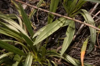 Red Feathers (Pontechium maculatum), fall color