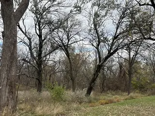 White poplar (Populus alba), mature form