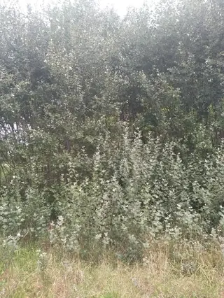 White poplar
