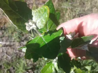 White poplar (Populus alba), bloom