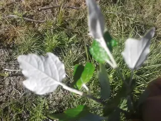 White poplar (Populus alba), foliage