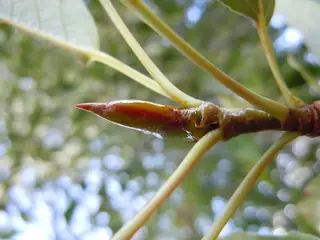 Narrowleaf Poplar (Populus angustifolia), bloom