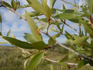 Narrowleaf Poplar (Populus angustifolia), foliage