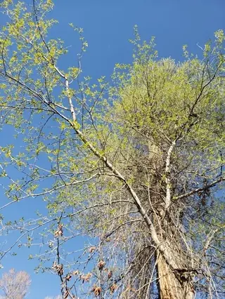 Poplar (cottonwood), Narrowleaf