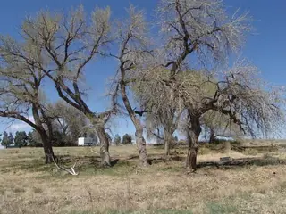Narrowleaf Poplar (Populus angustifolia), mature form