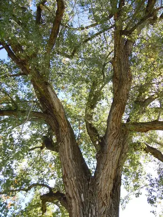 Eastern Poplar (Populus deltoides), fall color