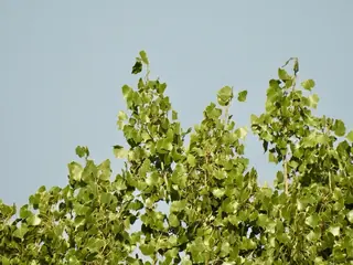 Plains Poplar (Populus deltoides subsp. monilifera), mature form