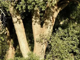 Poplar (cottonwood), Plains 'Jeronimus'