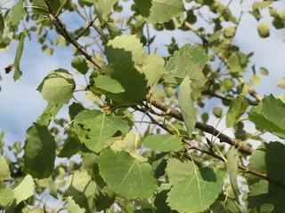Upright European Poplar (Populus tremula 'Erecta'), foliage