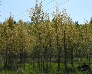 Upright European Poplar (Populus tremula 'Erecta'), mature form