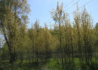 Poplar (cottonwood), Upright European, Aspen
