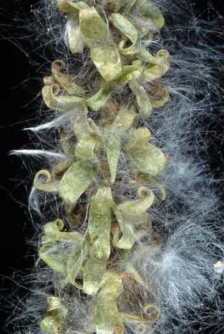 Poplar (Populus tremuloides), foliage