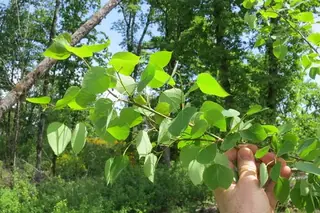 Poplar (Populus tremuloides), mature form