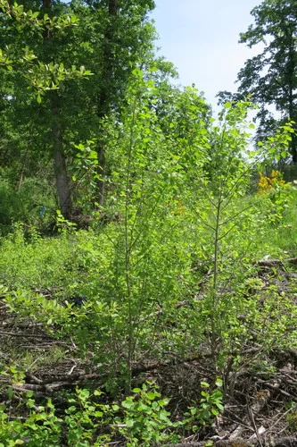 Quaking Aspen