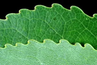 Lanceleaf Poplar (Populus x acuminata), fall color