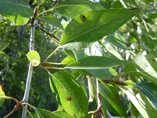 Lanceleaf Poplar (Populus x acuminata), foliage
