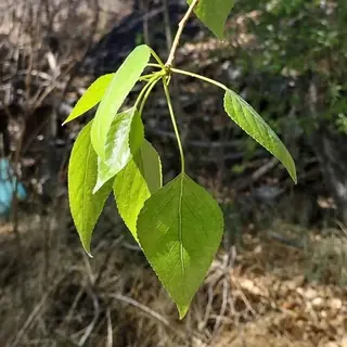 Lanceleaf Poplar (Populus x acuminata), bloom