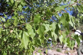 Poplar (cottonwood), Lanceleaf