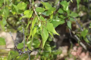 Lanceleaf Poplar (Populus x acuminata), mature form