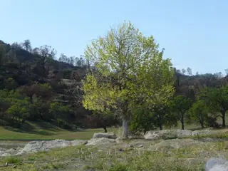 Poplar (cottonwood), Highland