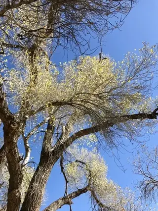 Highland Poplar (Populus x acuminata x sargentii), foliage