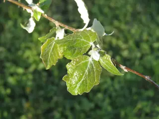 Tower (Populus x canescens 'Tower'), habit