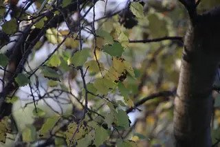 Tower (Populus x canescens 'Tower'), bloom