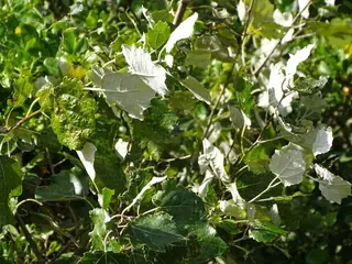 Tower (Populus x canescens 'Tower'), foliage