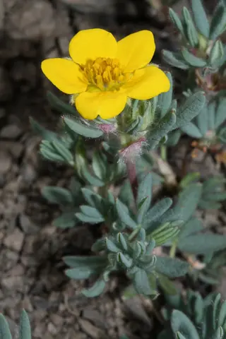 Shrubby cinquefoil (Potentilla fruticosa), fall color