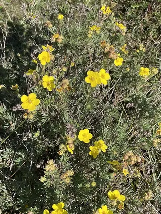 Shrubby cinquefoil