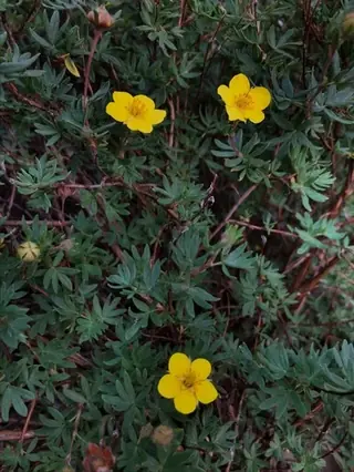 Shrubby cinquefoil (Potentilla fruticosa), foliage