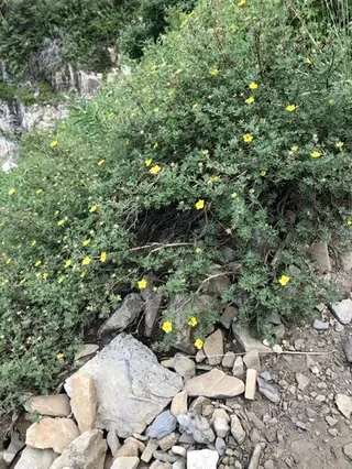 Shrubby cinquefoil (Potentilla fruticosa), mature form