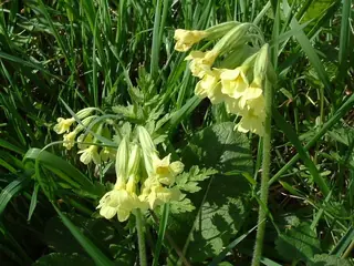 Oxlip Primrose (Primula elatior), foliage