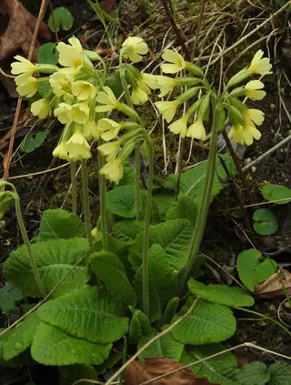Oxlip Primrose (Primula elatior), mature form