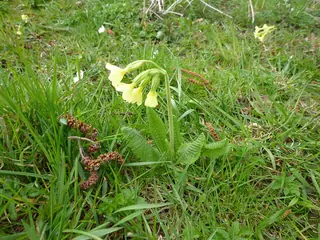 Oxlip Primrose (Primula elatior), bloom