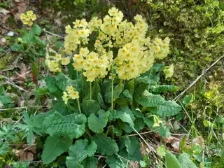 Oxlip Primrose