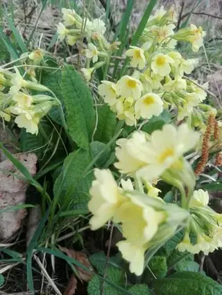 Oxlip Primrose (Primula elatior), fall color