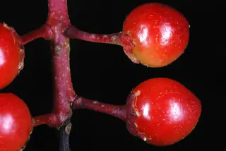 Stanley Plum (Prunus 'Stanley'), bloom