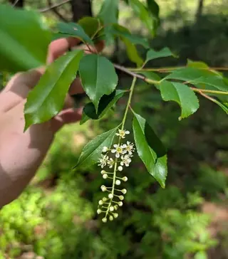 Stanley Plum (Prunus 'Stanley'), foliage