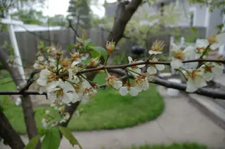 American plum (Prunus americana), fall color