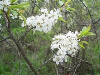 American plum (Prunus americana), foliage