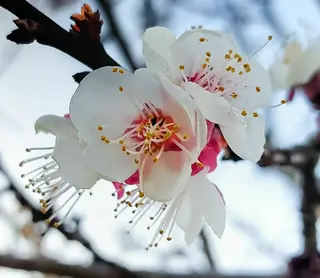 Moongold Apricot (Prunus armeniaca), habit