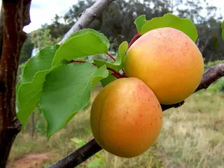 Moongold Apricot (Prunus armeniaca), foliage