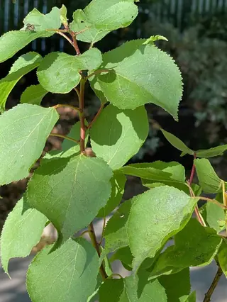 Moongold Apricot (Prunus armeniaca), fall color