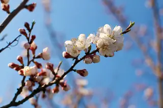 Moongold Apricot (Prunus armeniaca), bloom