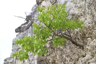 Apricot, Chinese