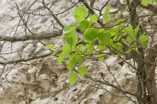 Moongold Apricot (Prunus armeniaca), mature form